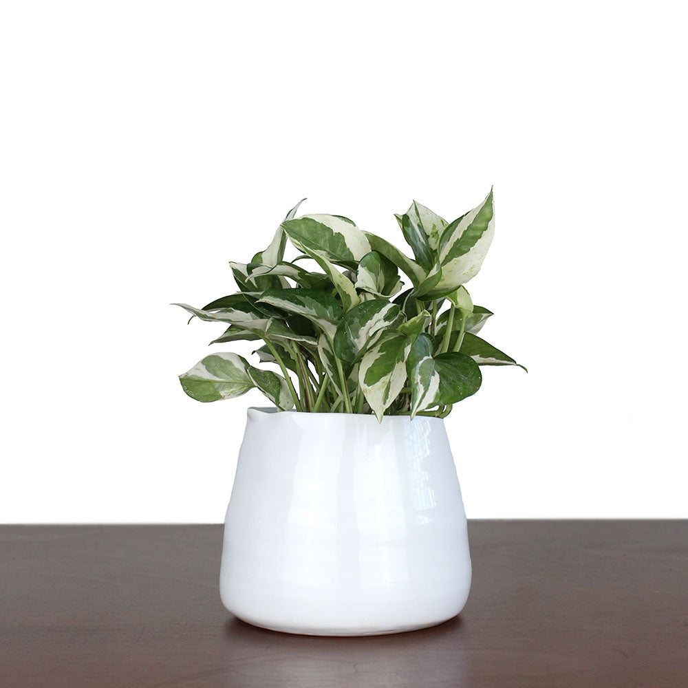 Pearls and Jade Pothos potted plant in a 4'' white ceramic pot, featuring soft green-and-cream variegated leaves that cascade gracefully. A low-maintenance, adaptable gift perfect for plant lovers.