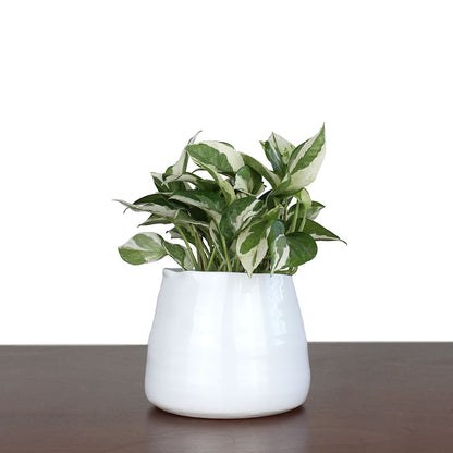 Pearls and Jade Pothos potted plant in a 4'' white ceramic pot, featuring soft green-and-cream variegated leaves that cascade gracefully. A low-maintenance, adaptable gift perfect for plant lovers.