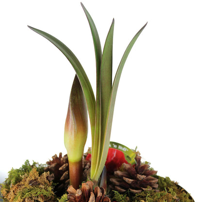 Amaryllis Bulb Potted Gift