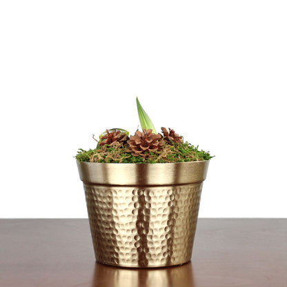 Amaryllis Bulb Potted Gift