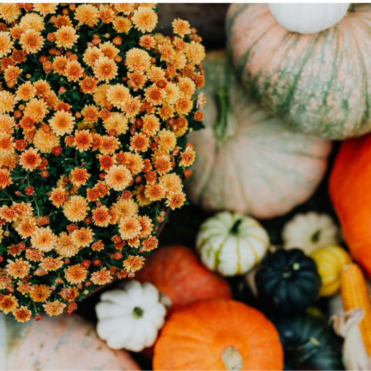 The Harvest Home Package