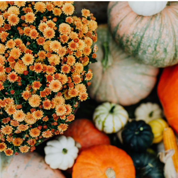 The Autumn Accents Package