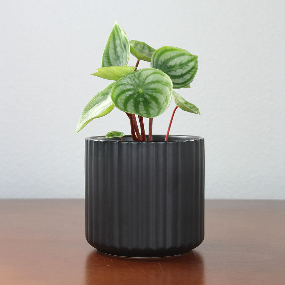 Ceramic Ribbed Pot