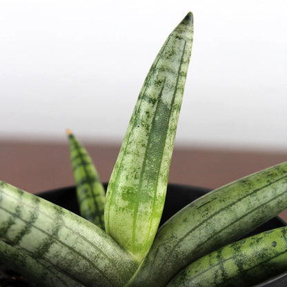Sansevieria 'Cylindrica'