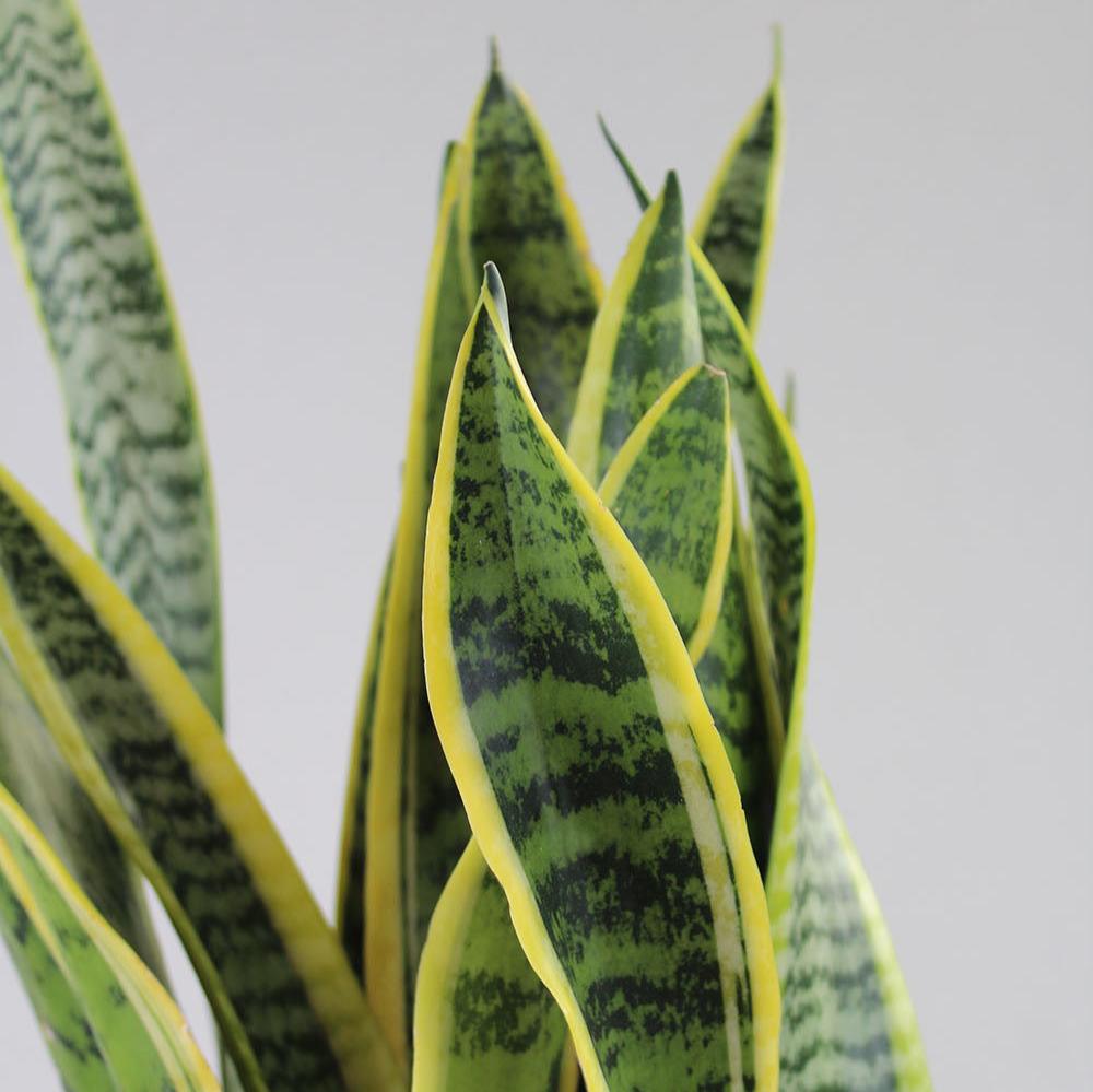 Sansevieria 'Laurentii'