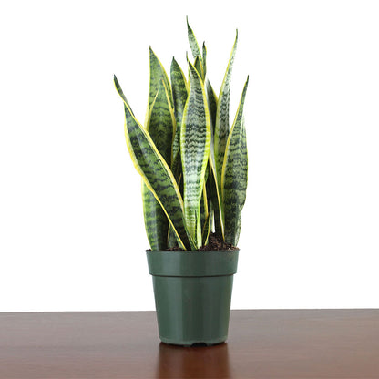 Sansevieria 'Laurentii'