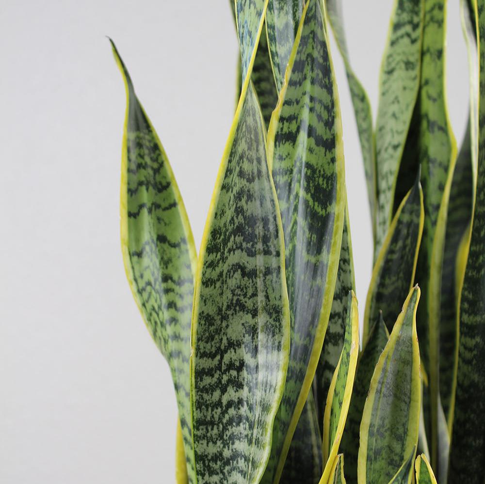 Sansevieria 'Laurentii'