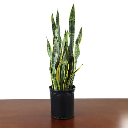 Sansevieria 'Laurentii'