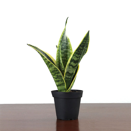 Sansevieria 'Superba'