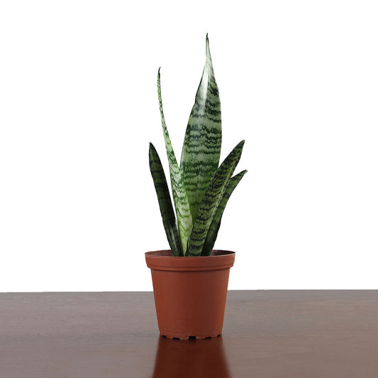 Sansevieria 'Zeylinica'