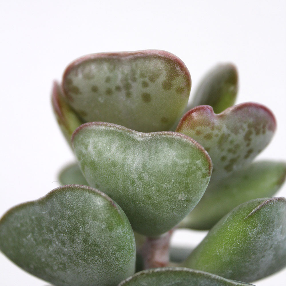 calico hearts succulent The Heart Hoya and Calico Heart Succulent Duo – GreenHouse.shop