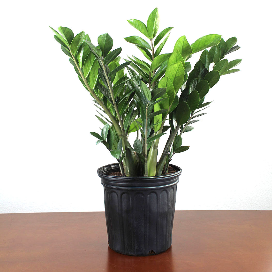 Zamioculcas zamiifolia